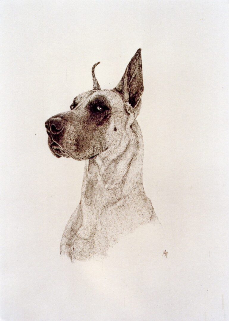 Drawing of a Great Dane dog