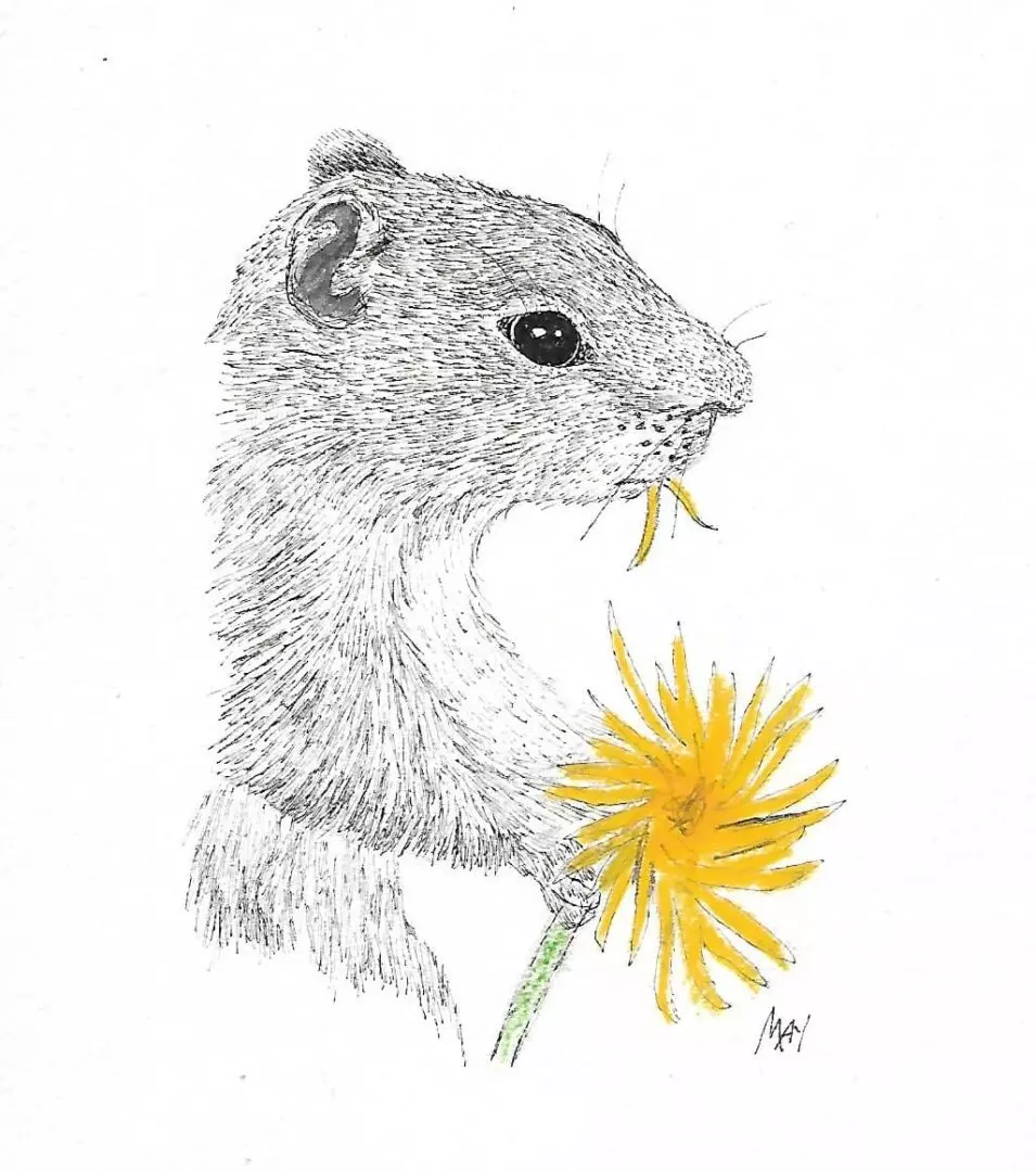 Squirrel eating a dandelion