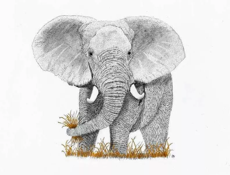 An elephant