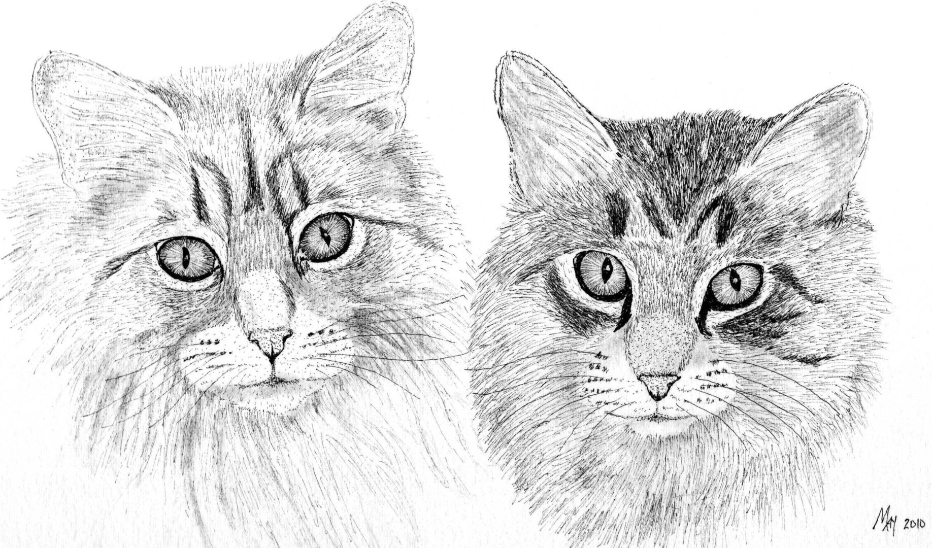 Detailed portrait of two cats