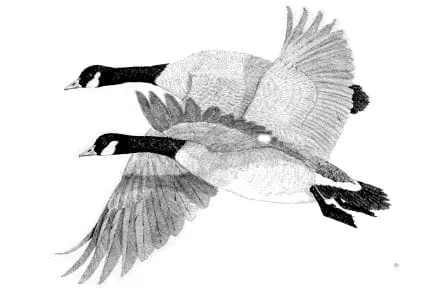 Two flying ducks