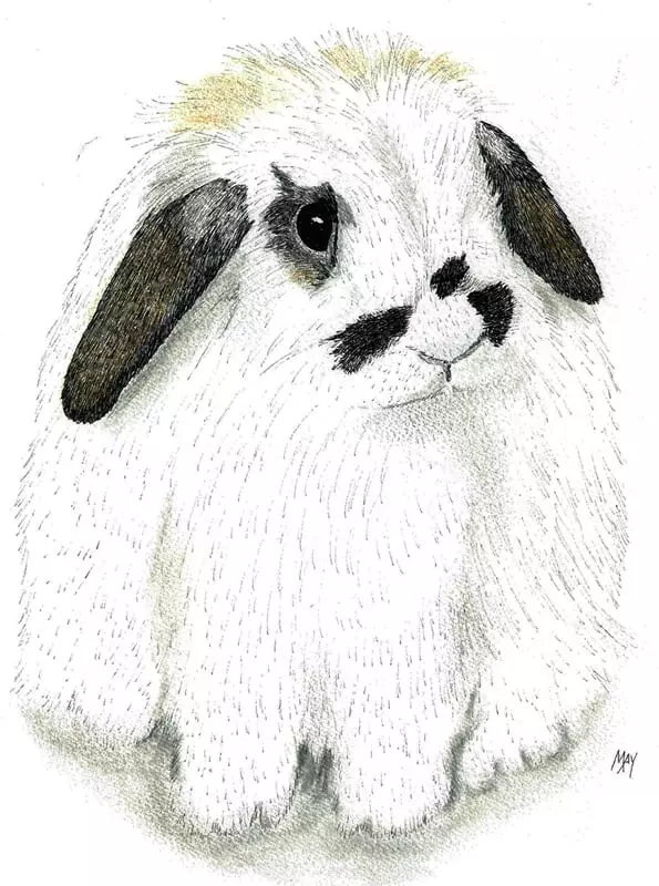 Drawing of a rabbit