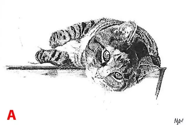 A cat lying down