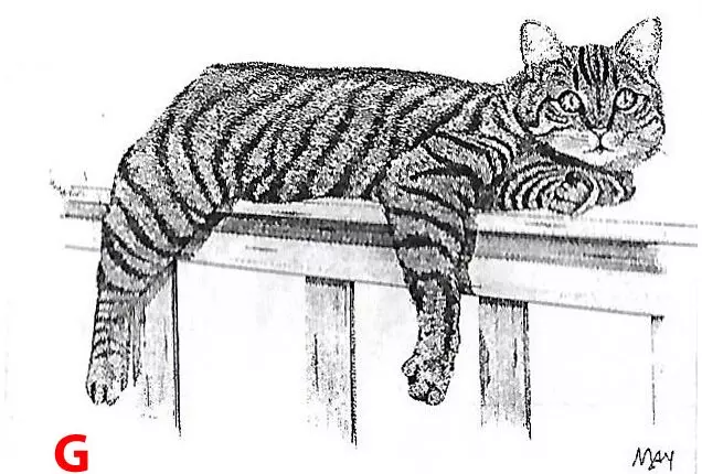 A cat lying on a ledge
