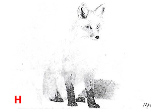 A white fox