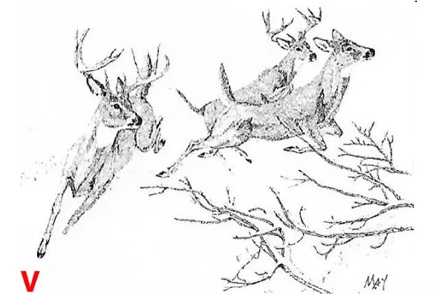 Two stags and a dear