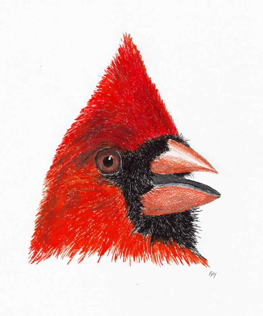 A red bird with a red beak