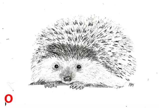 A tiny hedgehog